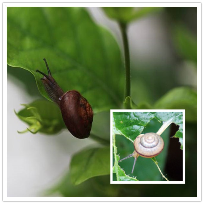 蜗牛窝里的小虫怎么消灭,蜗牛用什么方法驱赶