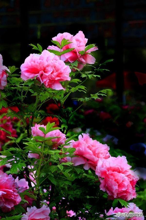 如何缓解职场压力和焦虑情绪,如何缓解职场压力导读