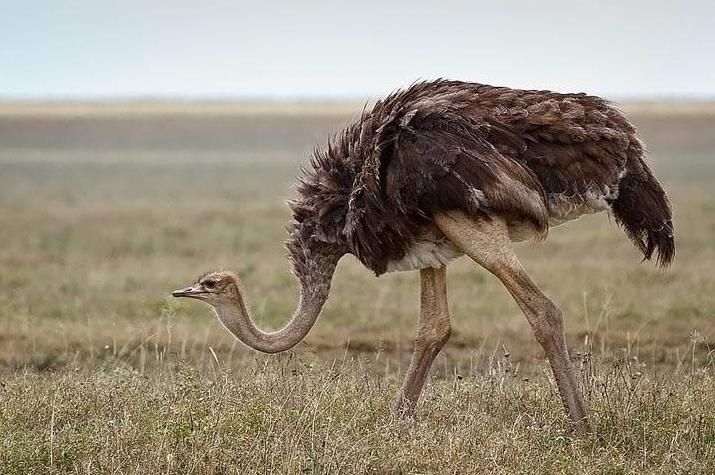 鸵鸟躲避危险的方式,鸵鸟遇到危险时会把头埋在土里吗