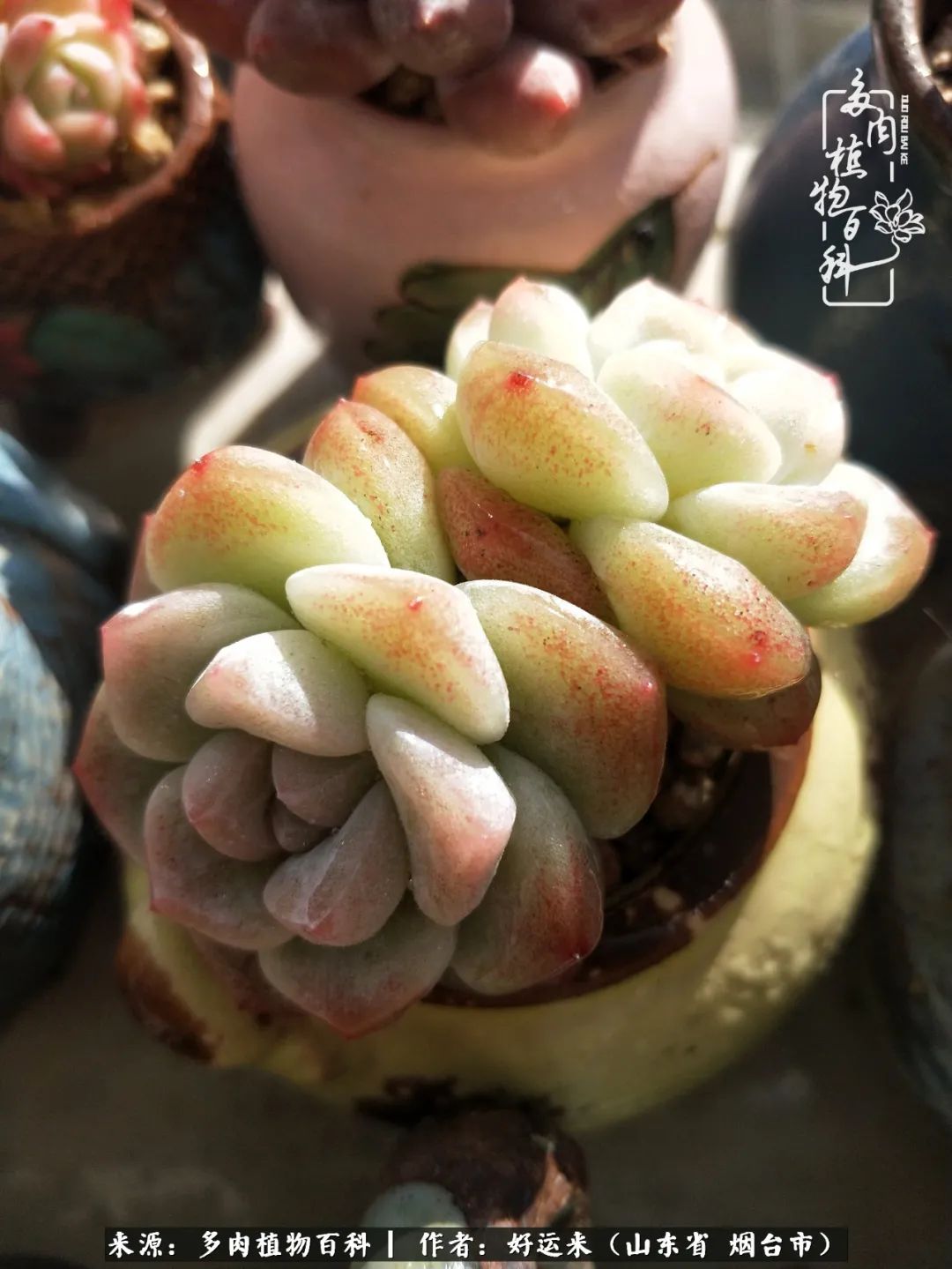 世上怎么会有这么可爱的生物,这世上怎么会有那么可爱的小可爱