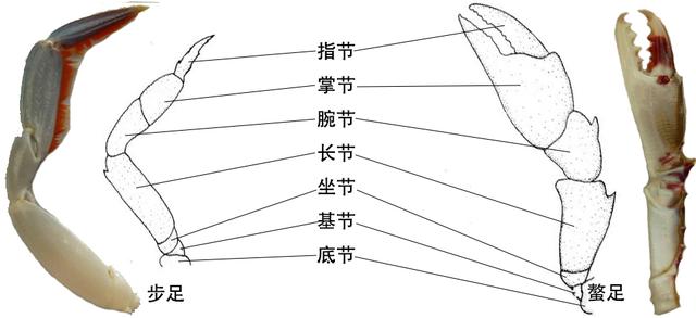 关于螃蟹的科普知识点,螃蟹的种类知识