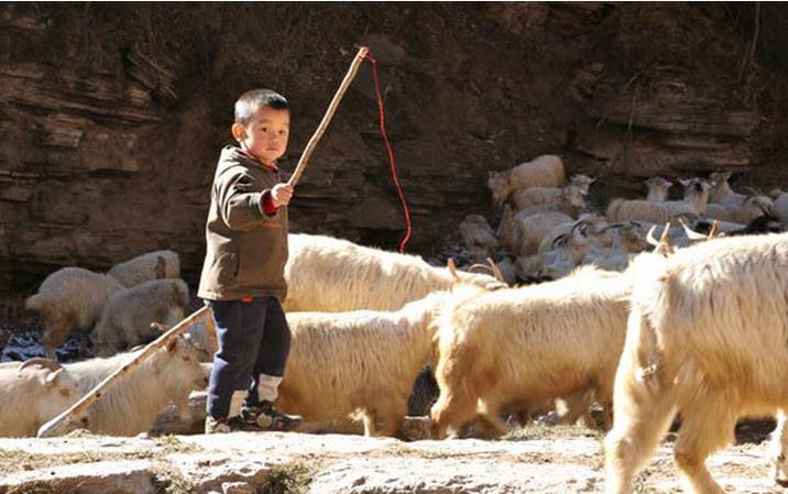 七猪八马九羊是啥意思,老人言七猪八马九羊头是什么意思
