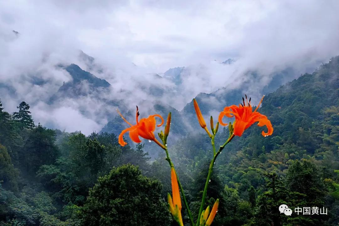 黄山风景区北大门风景,黄山风景区出现大面积云海景观