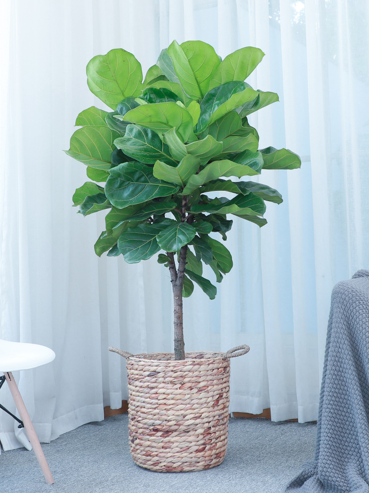 人养花花,人养花花养人哪些花养人