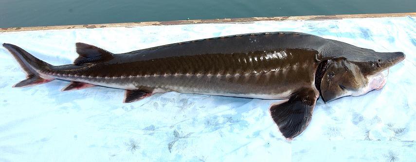 达氏鳇能活多少年,1028斤的巨型达氏鳇