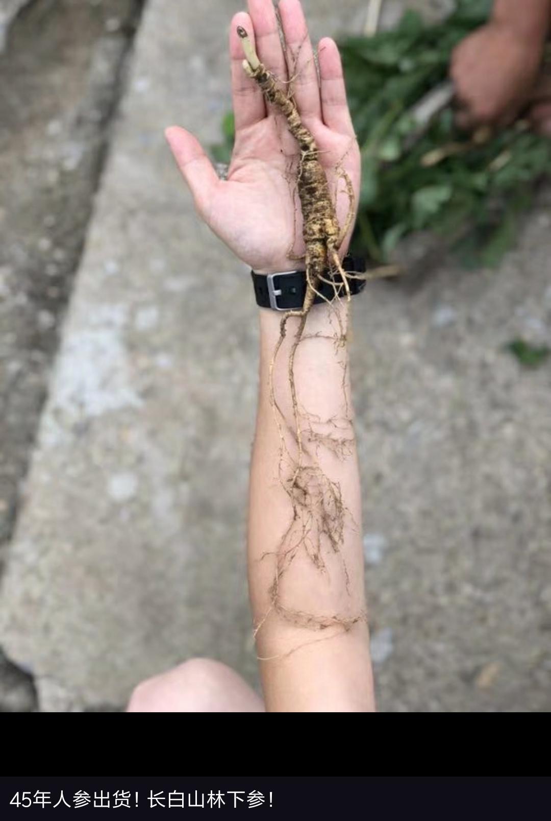 据说长白山人参很便宜,七月长白山两天一晚多少钱