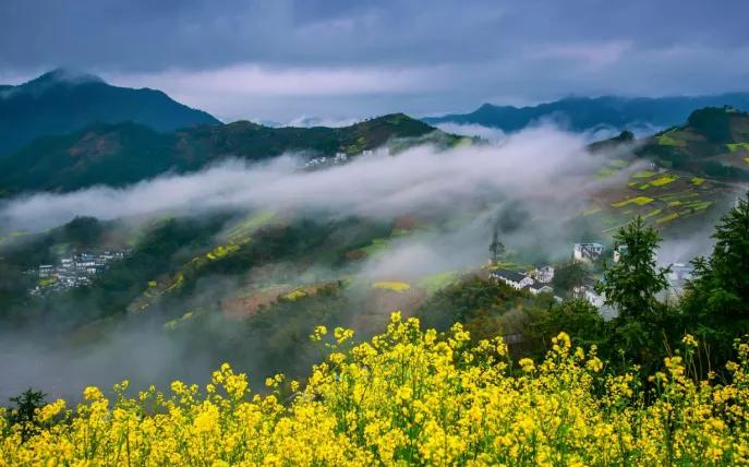 黄山踏青油菜花图片,黄山油菜花景观进入最佳观赏期