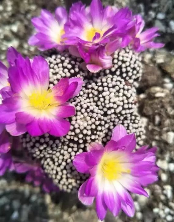 2023多肉展会直播,2023上海多肉植物展