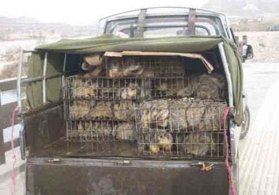 我不是大眼萌我是鼠疫最大移动储存库