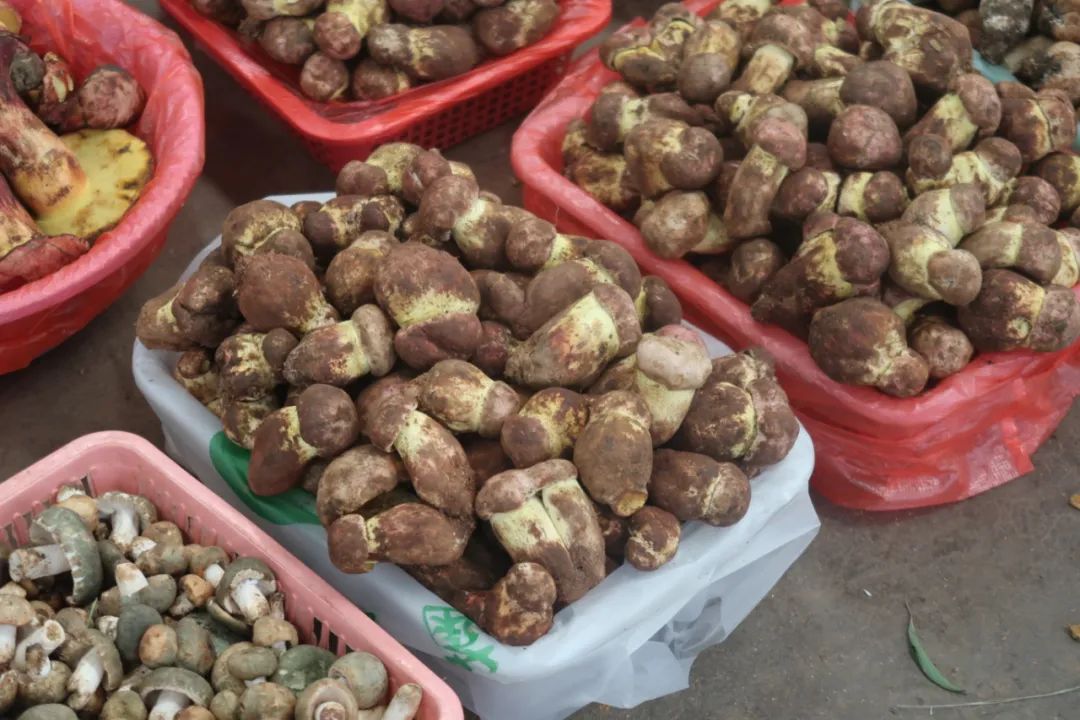 鏄嗘槑瑗垮北鍖鸿彍甯傚満,鏄嗘槑瑗垮北鍖烘槬澶忕鍐彍甯傚満