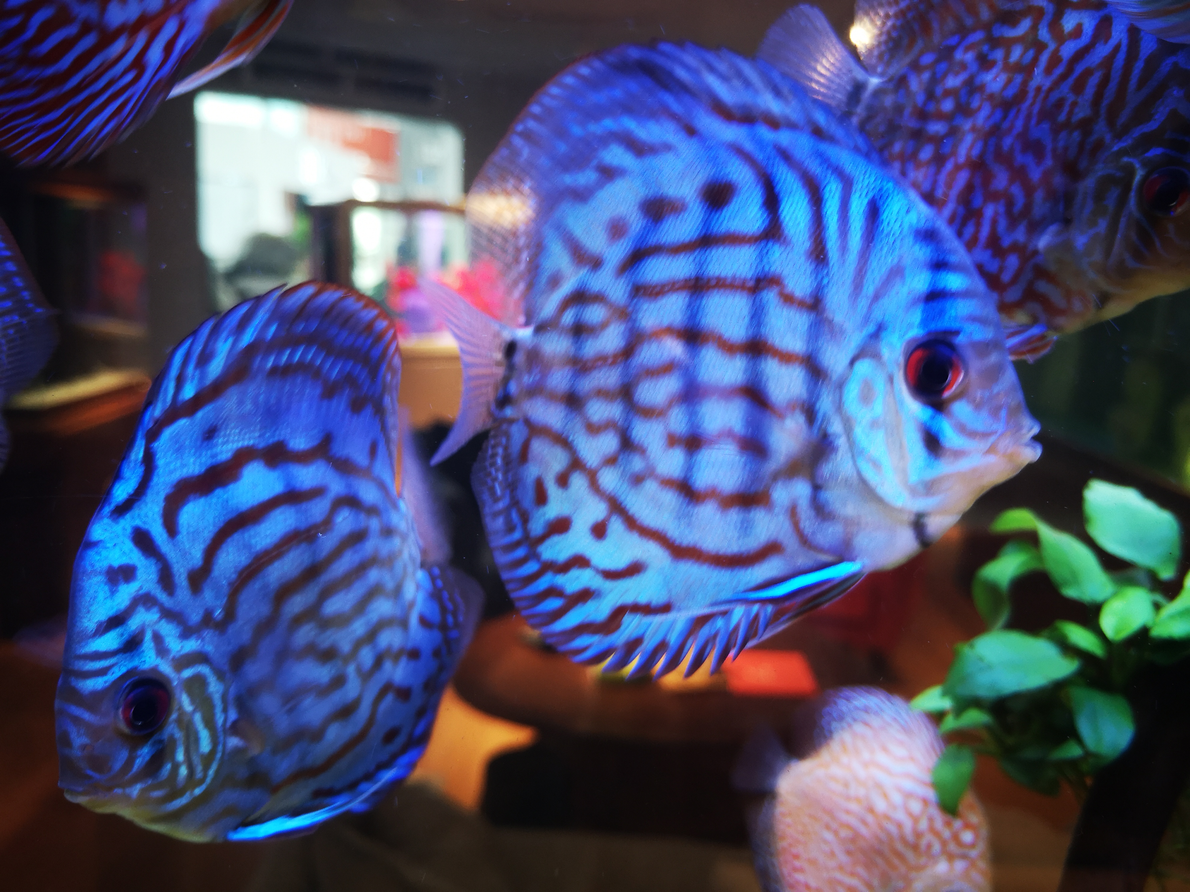 免换水的鱼缸靠谱吗,免清洗鱼缸好吗