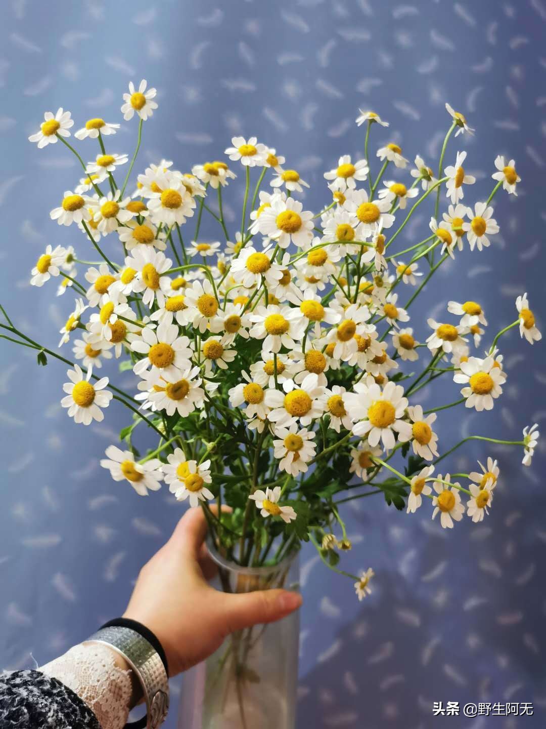 洋甘菊切支养护方法,鲜切洋甘菊怎样才能保持长久