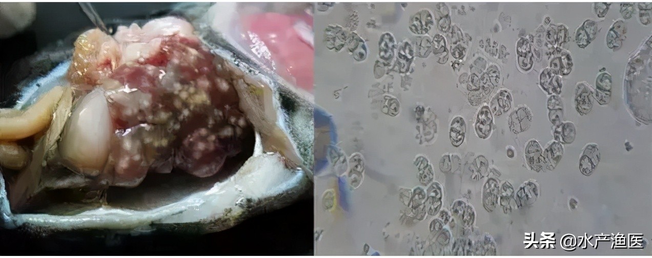 养殖鱼常见体外寄生虫,23种鱼类寄生虫图片库