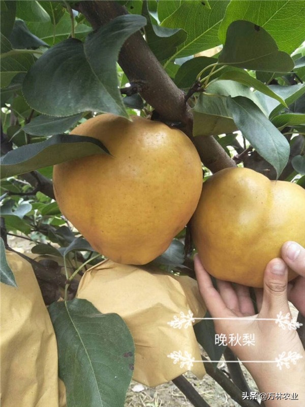 山东梨树苗有什么好品种,柱状梨树苗要截顶吗