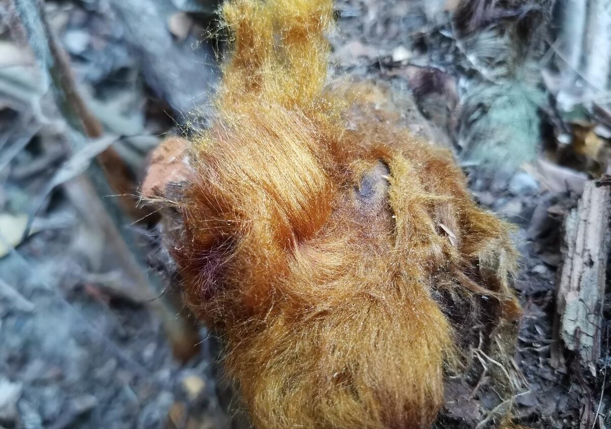 狗脊治腰痛实例,狗脊治腰腿疼的最佳方法