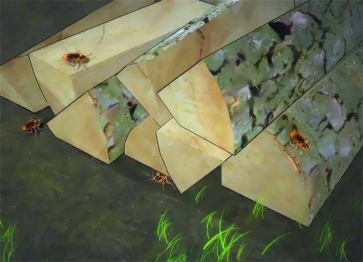 家里蟑螂太多怎么能彻底清除蟑螂,家里蟑螂多如何灭蟑螂