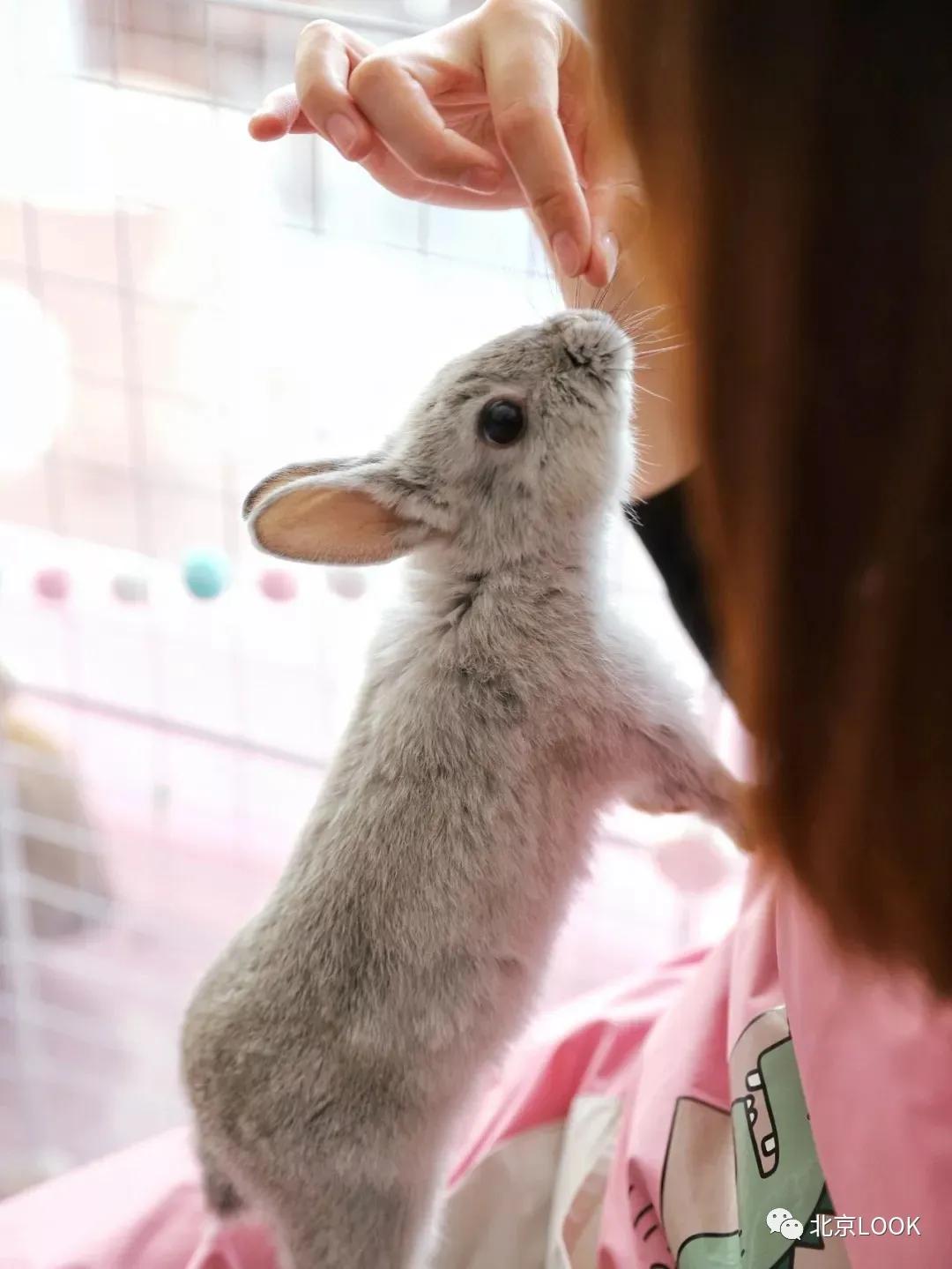 北京常见的动物有哪些,北京市郊常见动物