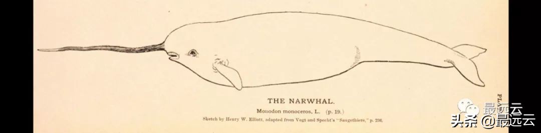 经典传奇湖底谜团水怪,尼斯湖水怪谜团