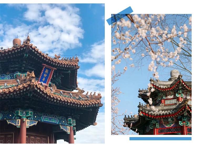 “京”日小确幸，俺们都浪出花儿来了