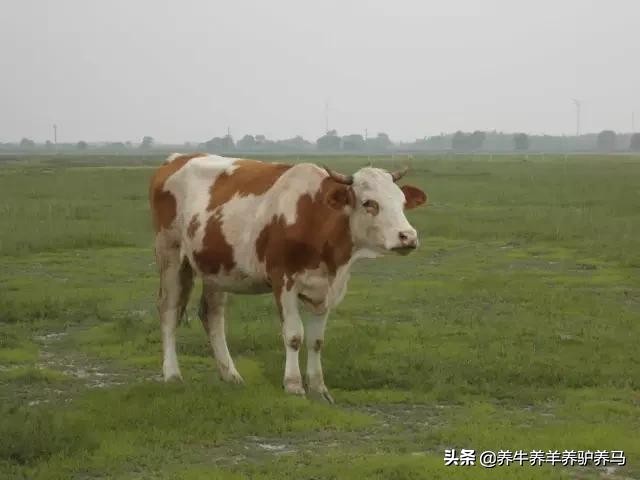 适合生产雪花牛肉的中国牛品种,夏洛莱和黑白花牛杂交是啥品种