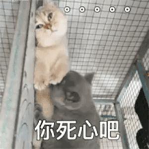 南太铉新团,南太铉直播状态