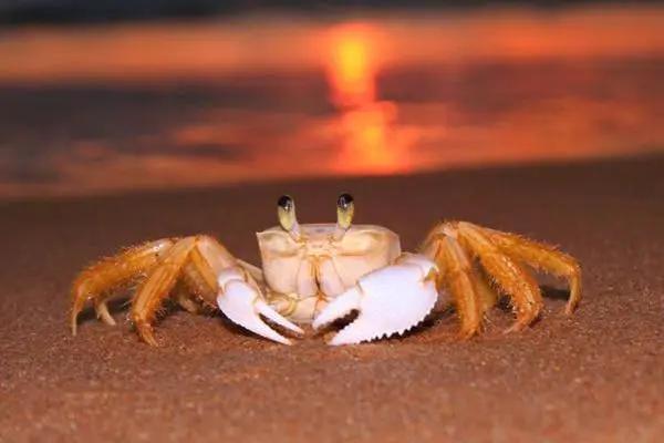 好好的螃蟹,为什么不横着走?来了解一下螃蟹界的“美味”成员