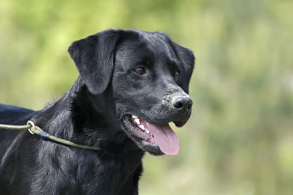 为什么这么多人讨厌黑狗,为什么狗令人喜欢