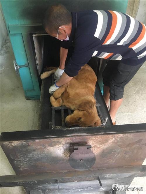 宠物生病去哪里找救助站,24小时宠物救助电话