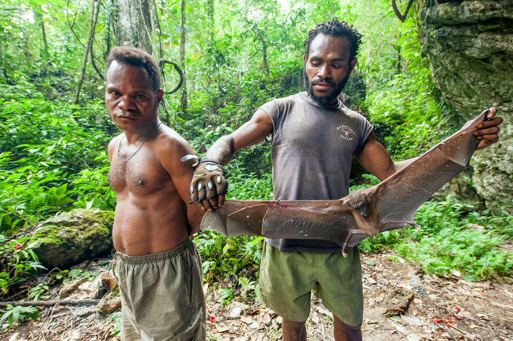 吕宋岛有种狐蝠，不吃虫子也不吸血，为吃上无花果飞行40千米