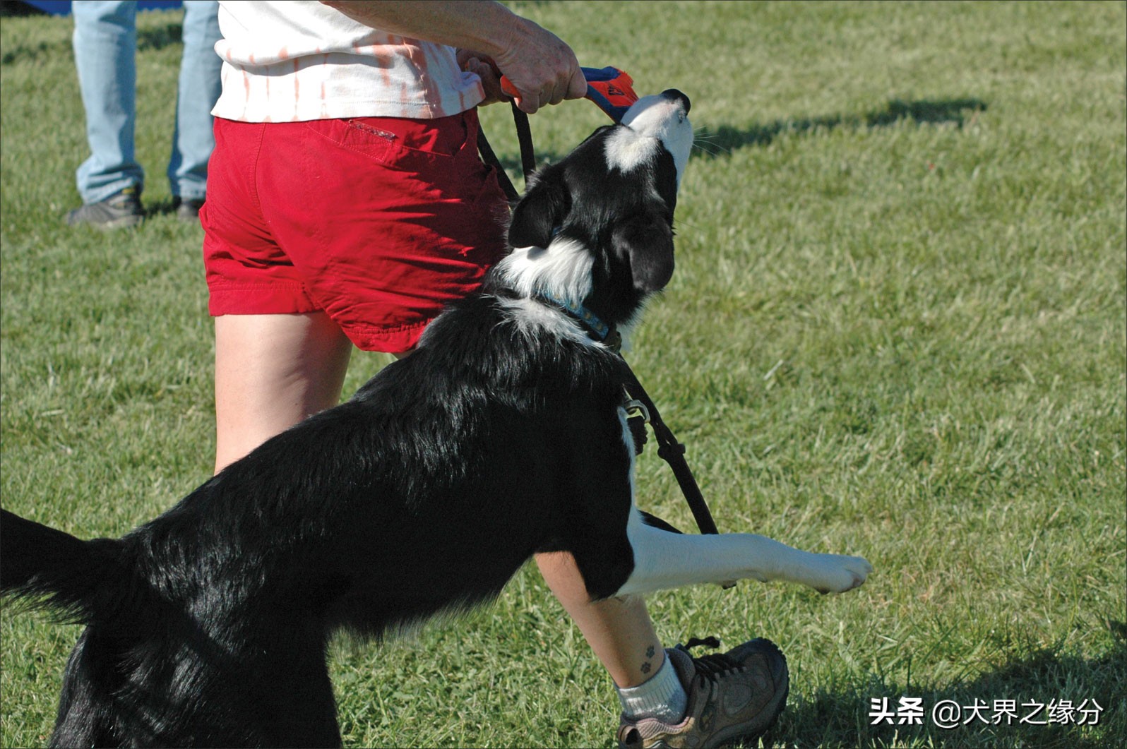 狗狗撕咬是什么意思,狗狗撕咬针织物怎么办