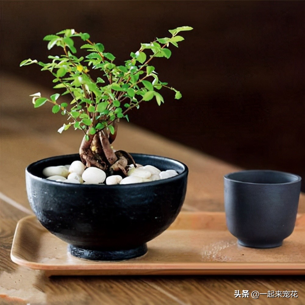 阳台花盆漏土怎么办,阳台花盆比较多怎么整理