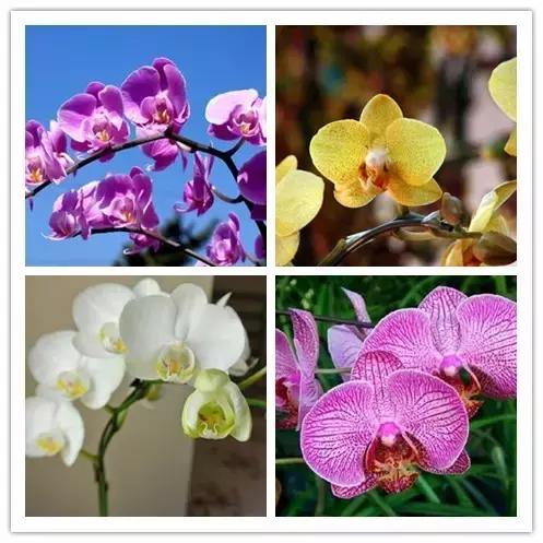 史上最全的花卉介绍，认识超过30种以上绝对是大神