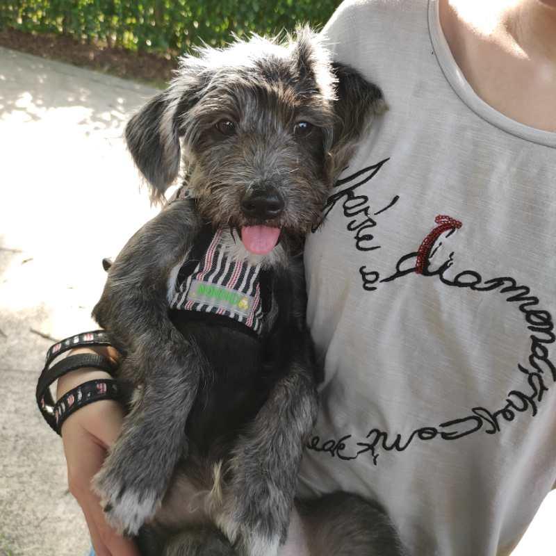 雪纳瑞和贵宾犬哪个更适合孩子,主人寻狗