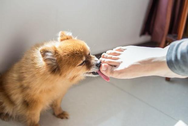 狗子总是舔主人代表什么,狗狗知道主人亲它的含义吗