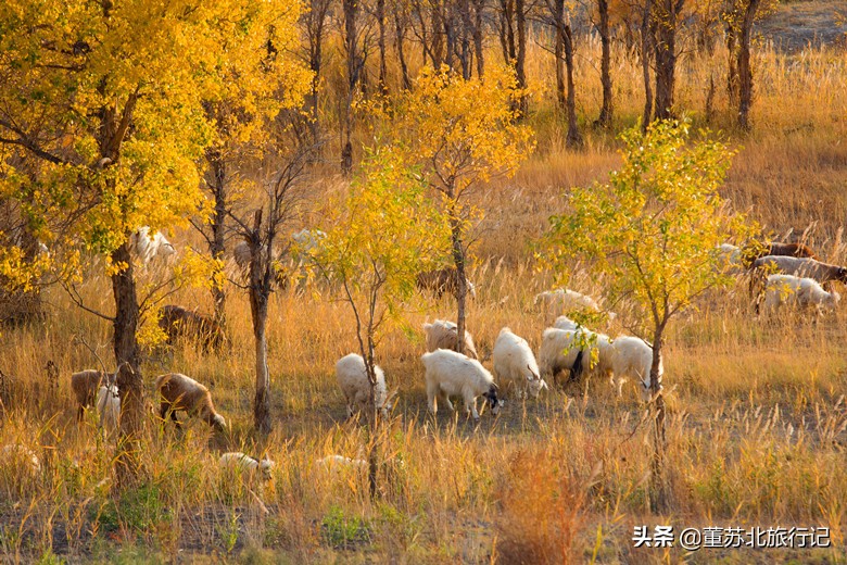 克拉玛依友好城市,克拉玛依最差城市