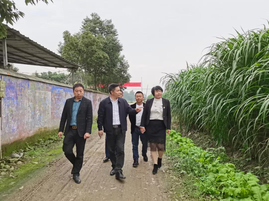 三农观察特稿｜金牧粮草承载“饲草皇后”的乡村振兴梦