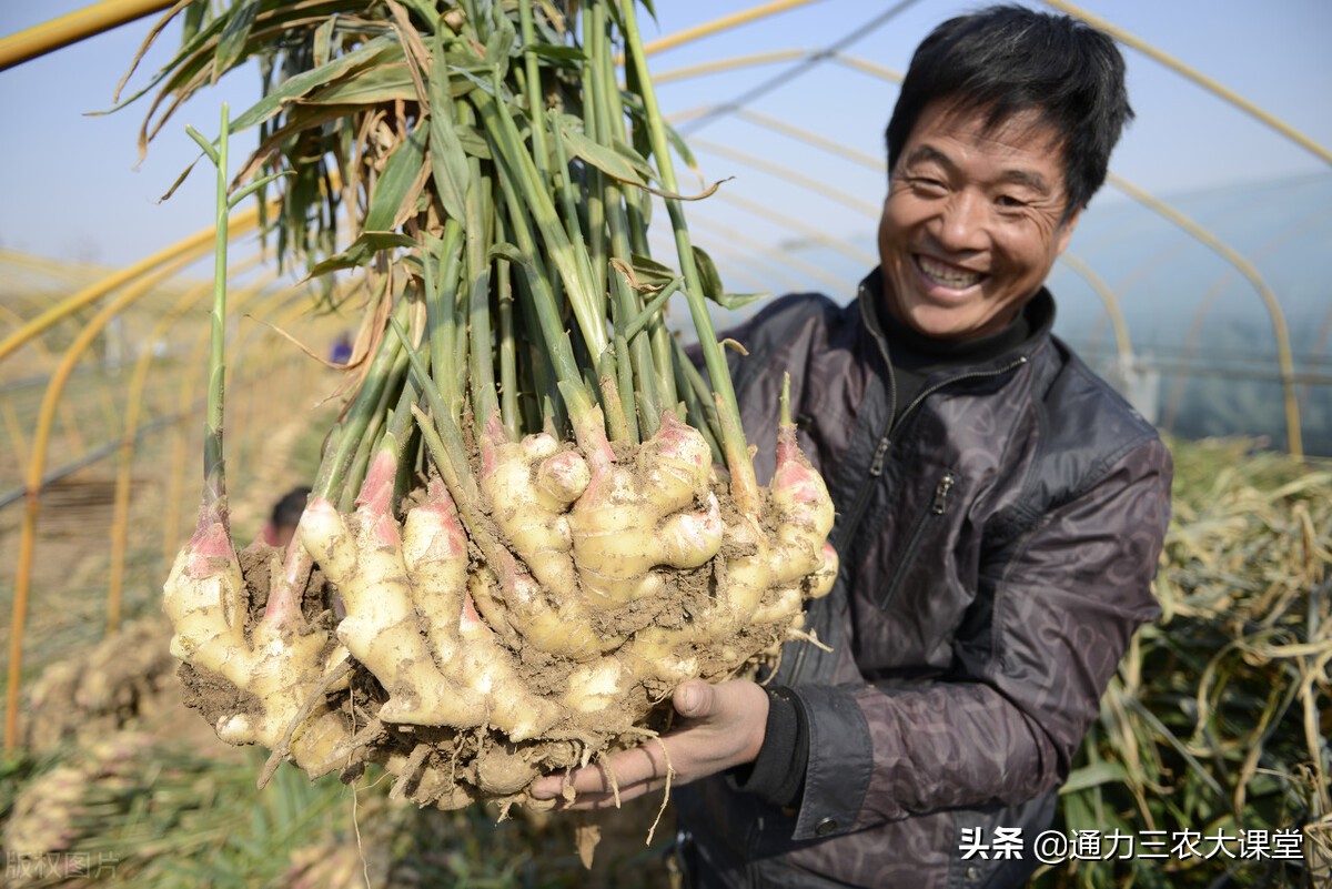 大姜的高产种植技术指导视频,大姜种植管理技术姜瘟病