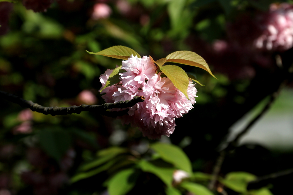 口琴月牙五更,口琴独奏月牙五更简谱