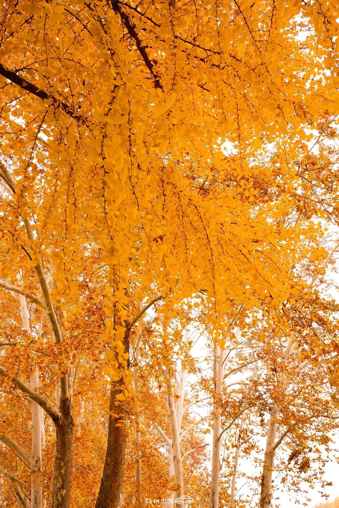 郑州漂亮的秋色风景,郑州的这些湖畔藏着最美的秋色