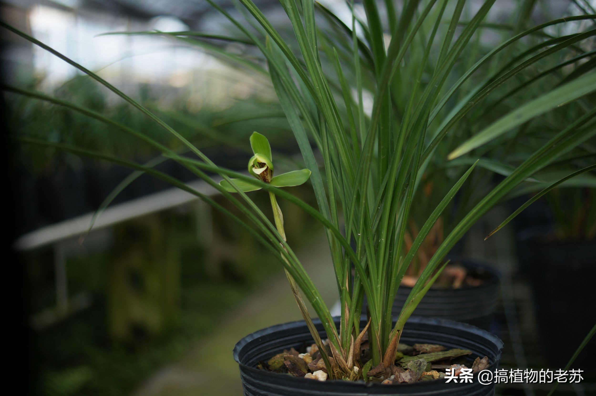 带你看兰花,带你看看蝴蝶兰