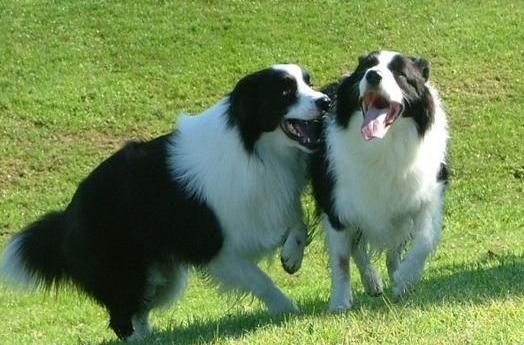 为啥狗狗交配后就跑?资深铲屎官也未必知道