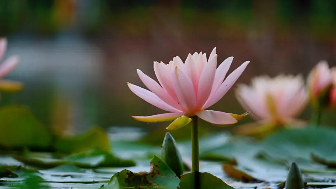 睡莲清心寡欲图片,睡莲夏日清欢