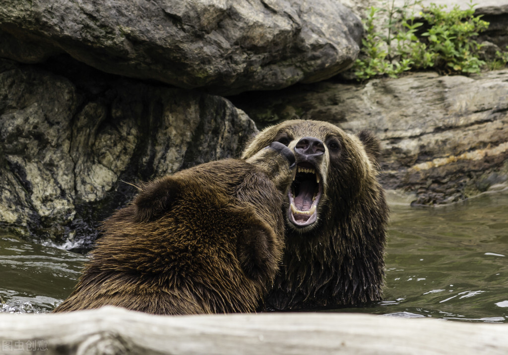 遇到熊装死能活多久,遇见熊装死的危害