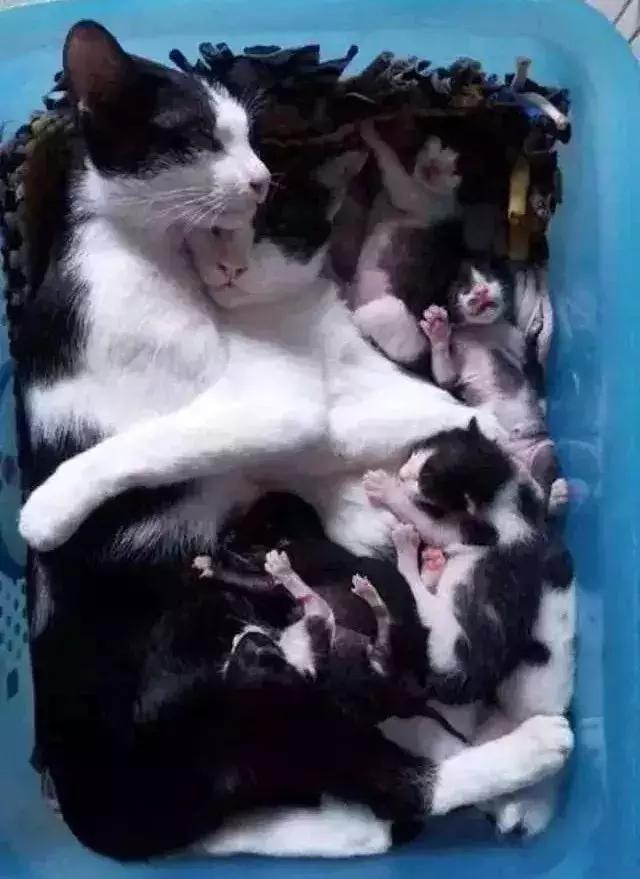 猫咪的产后养护及问题处理,猫咪生产后排恶露大概排几天