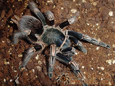 在野外奇形怪状的蜘蛛,各种宠物蜘蛛图片