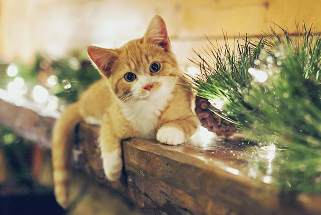 你家的猫太温顺了吗,你家的猫为什么这么乖