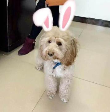 怎么去除宠物尿垢视频,清除宠物尿垢的方法