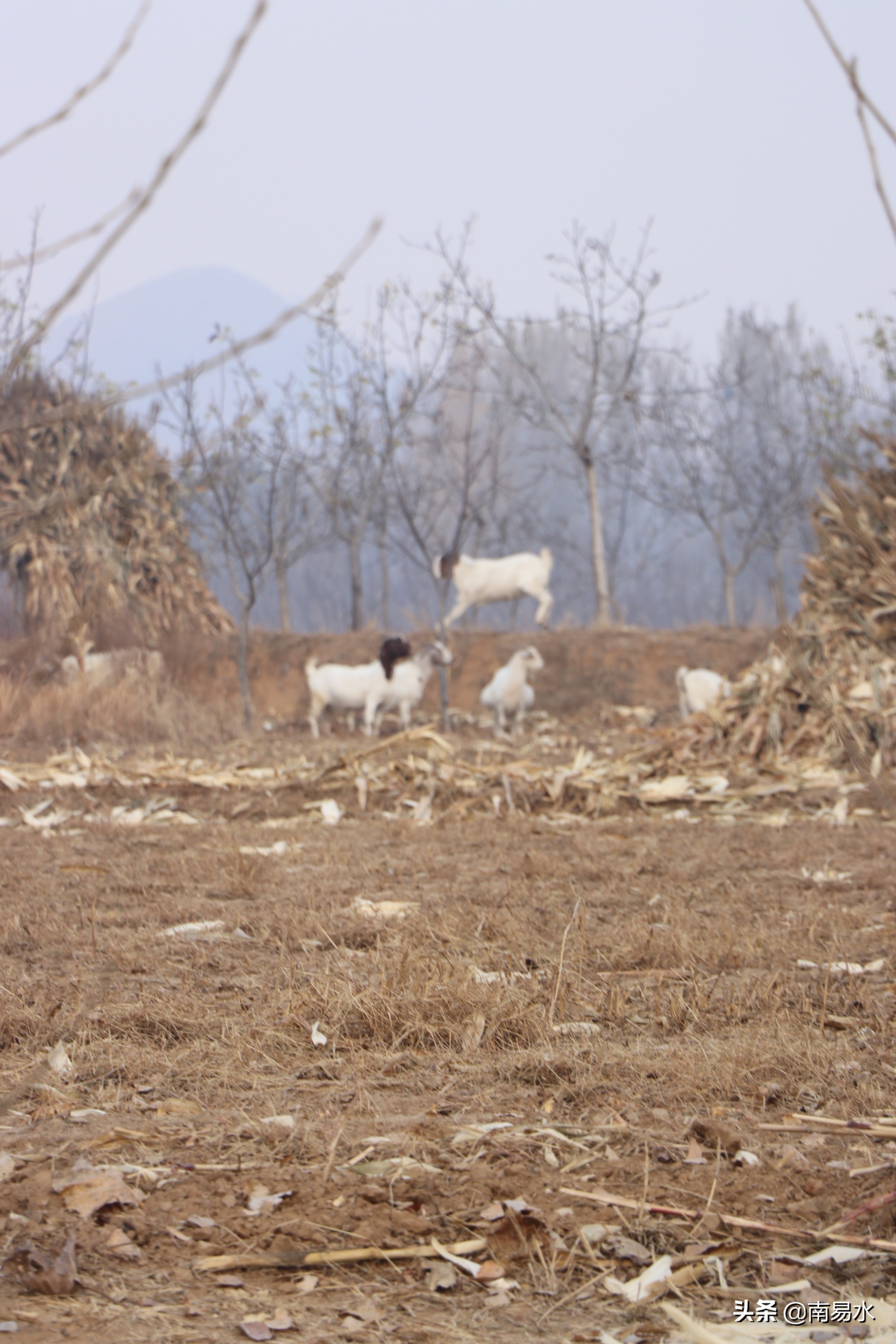 家乡风景带你一起感受自然的味道,令你难以忘怀的家乡的味道