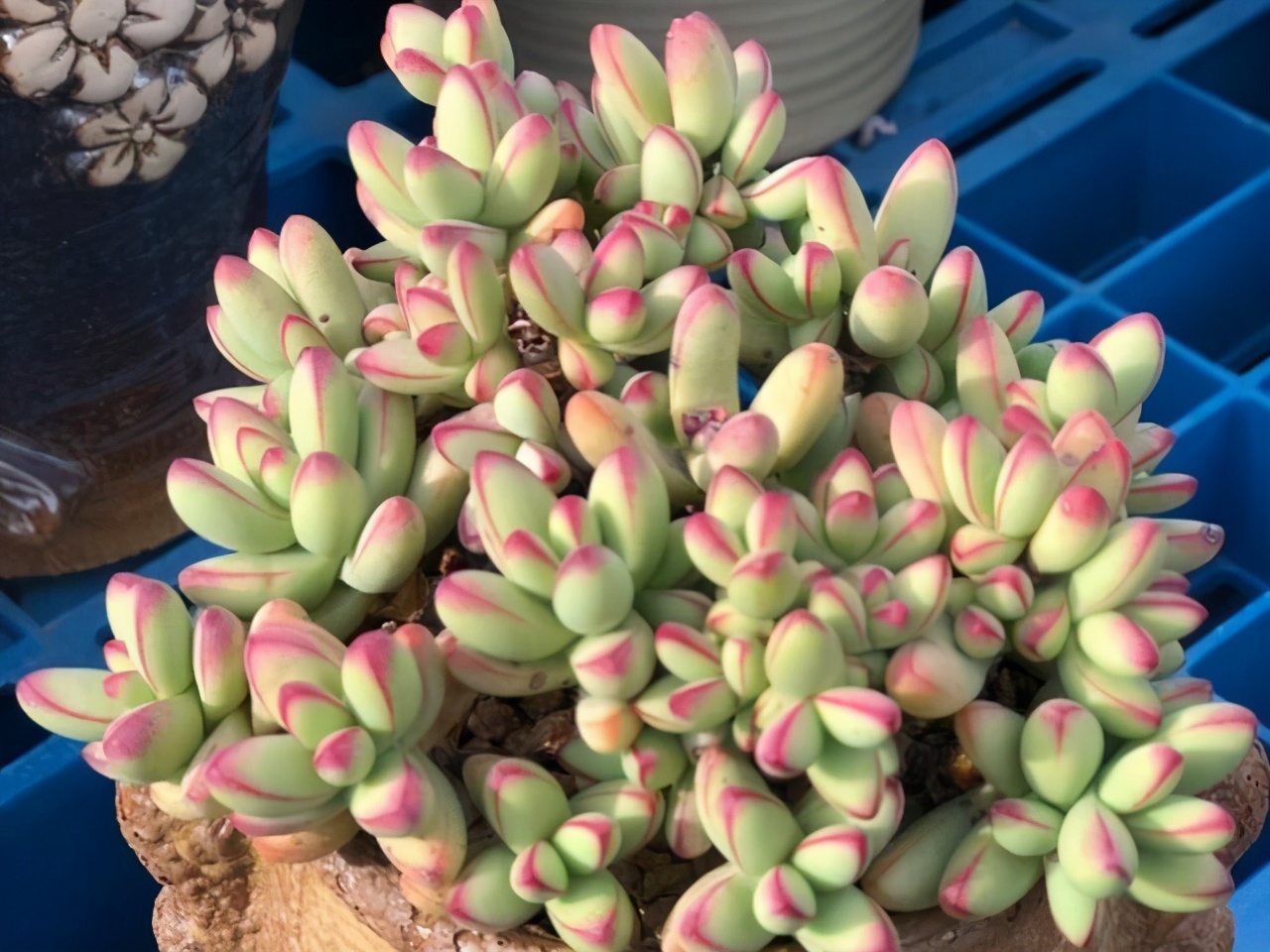 多肉小天狗和天狗之舞是两个完全不同的品种，但是都能养出红边