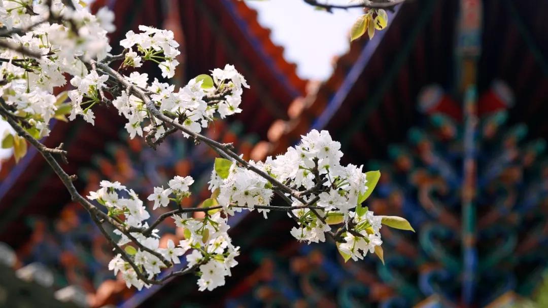 这是一个充满生机的公园怎么说,这是一个充满生机的国度朗诵